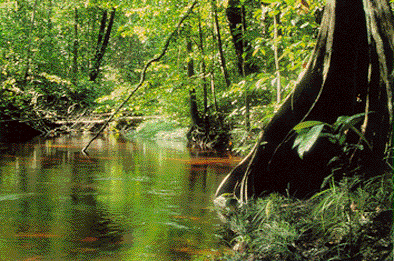 ..sous la dense feuill�e, agit�e de frissons